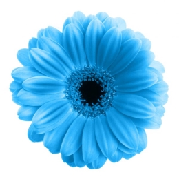 depositphotos_37062969-stock-photo-blue-flower-isolated.jpg